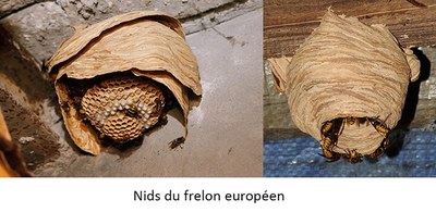 frelons asiatiques nids euro